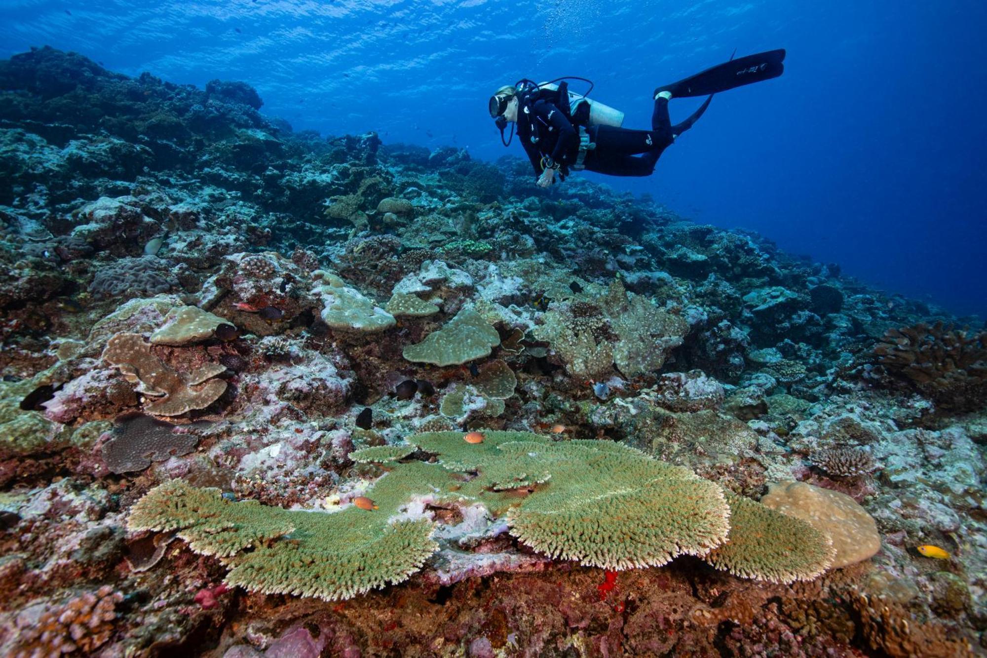 Waidroka Bay Resort Deuba المظهر الخارجي الصورة